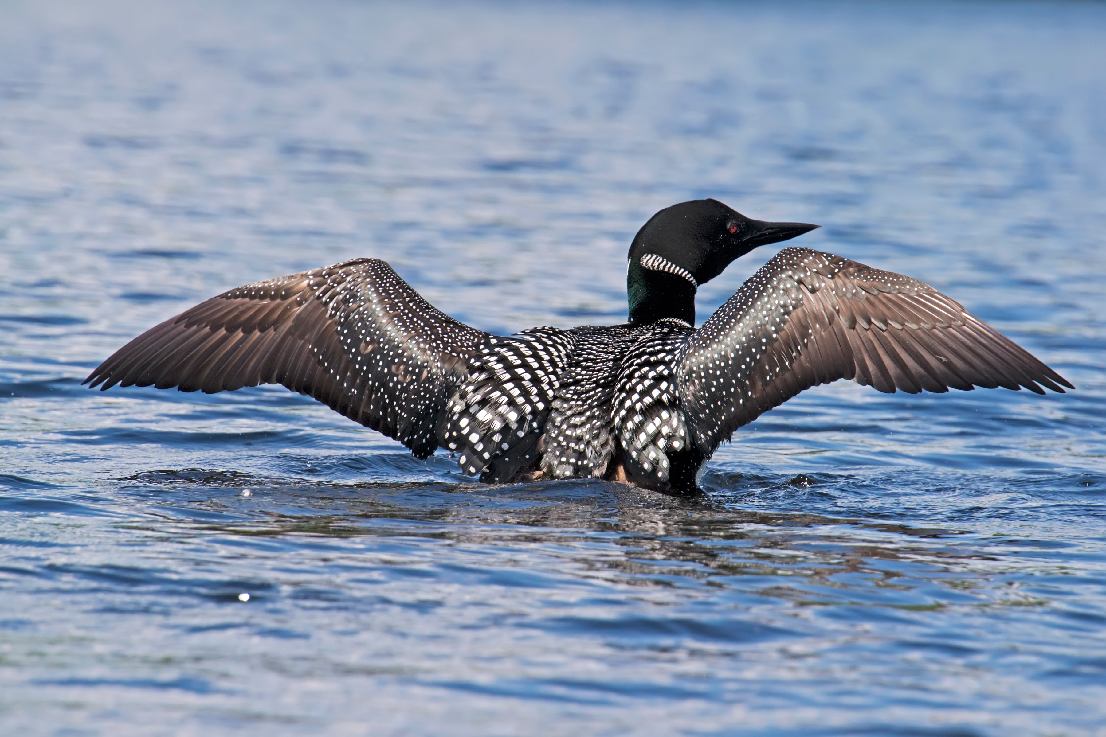 Although Loons are definitely "Party Animals", they spend a lot of time and skill in parenting